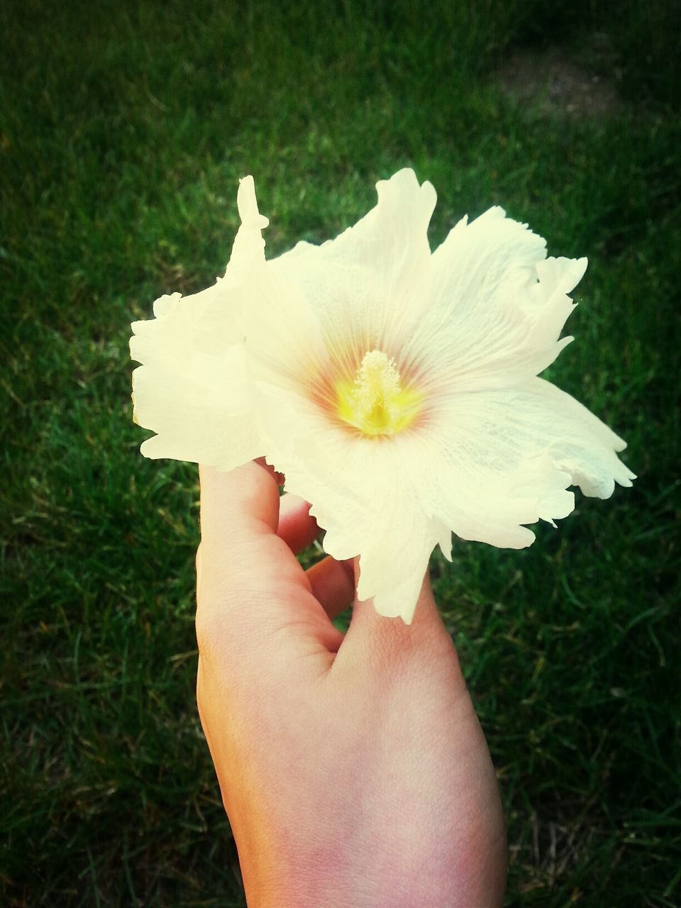 person, flower, holding, white color, flower head, petal, single flower, fragility, freshness, human finger, part of, unrecognizable person, personal perspective, cropped, close-up, grass, beauty in nature