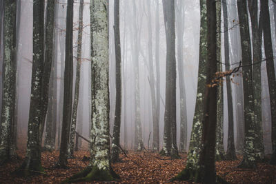 Trees in forest in fog