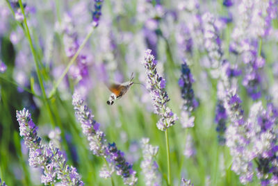 Close-up of bee on purple flowers