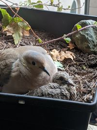 Close-up of birds in nest