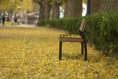 Empty bench in park