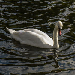 Swan swimming in lake