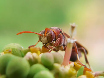 Close-up of insect