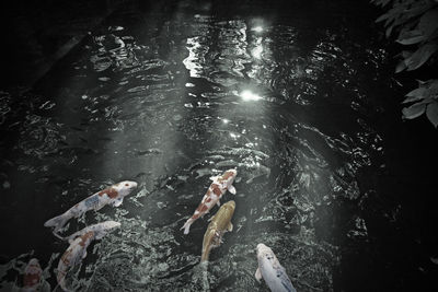 People swimming in water at night