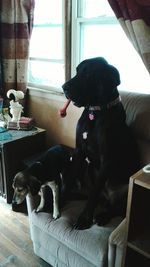 Dog sitting on chair at home