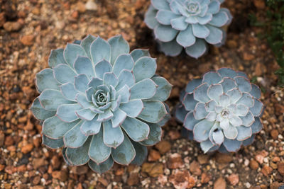 High angle view of flowers