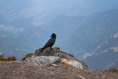 Bird perching on rock