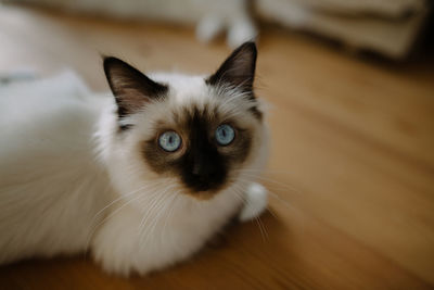 Close-up portrait of cat at home