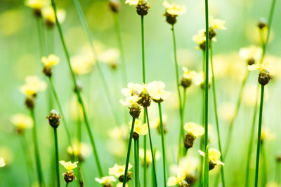 Close-up of yellow flowering plants on field