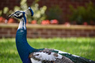 Close-up of a peacock