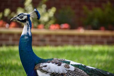 Close-up of peacock