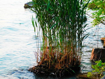 Plants by lake against trees