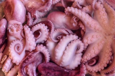 Full frame shot of octopus