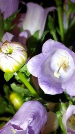 Close-up of flowers