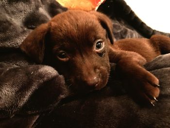 Portrait of cute puppy relaxing on floor