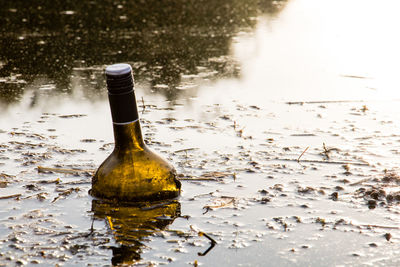 Abandoned bottle in swamp