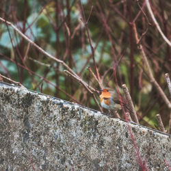 Close-up of bird perching on tree