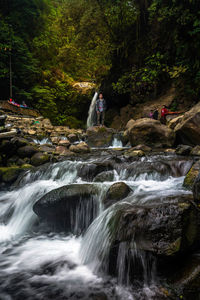 River flowing amidst trees in forest