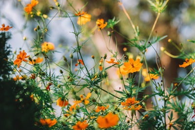 Close-up of orange flowering plants on field