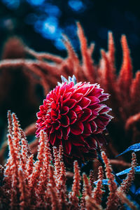Close-up of red flowering plant
