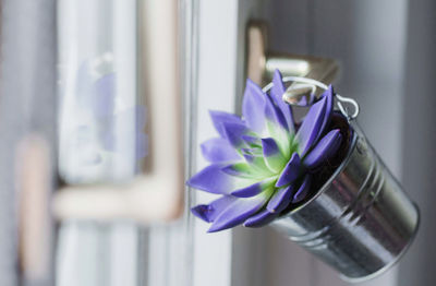 Close-up of purple flower in glass window
