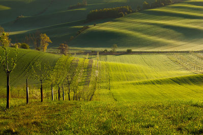 Scenic view of agricultural field