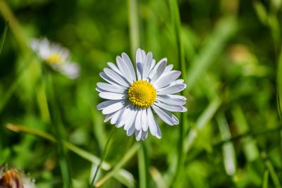 Close-up of white daisy flower on field