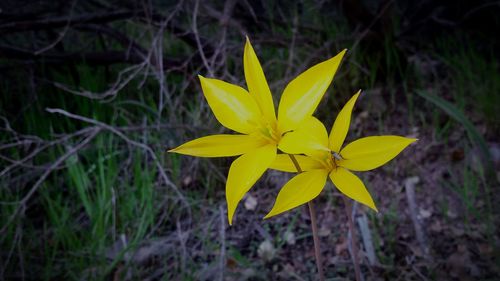 Close-up of yellow flowering plant on field