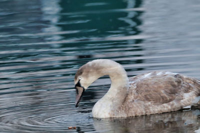 Swan floating on lake