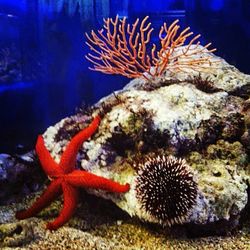 Close-up of coral in aquarium