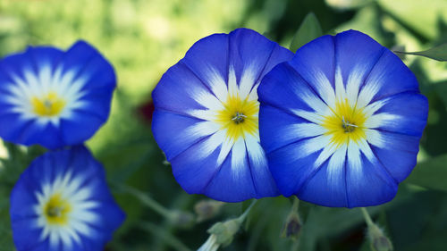 Close-up of purple flowering plants