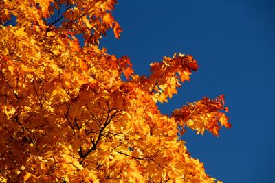 Low angle view of maple tree against sky