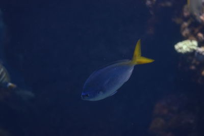 Close-up of fish in sea
