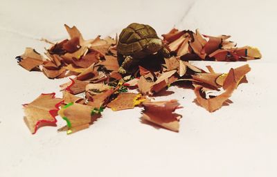 High angle view of dry leaves on table against white background