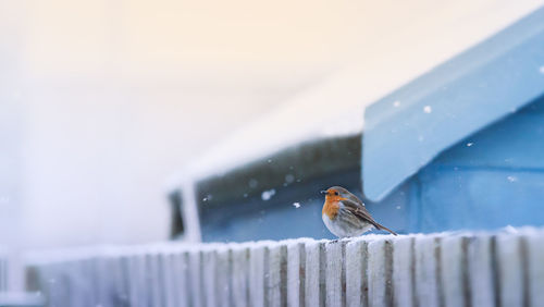 Bird perching on a railing