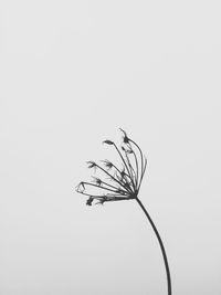 Close-up of plant against white background