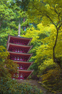 Built structure hanging on tree in forest