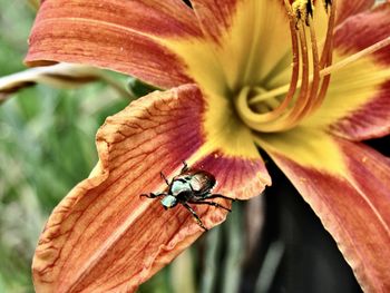 Close-up of insect on flower