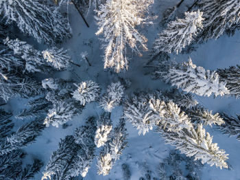 Aerial view of frozen trees during winter
