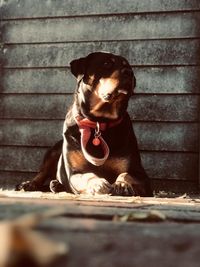 Dog looking away while sitting on staircase against wall