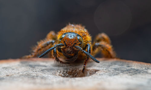 Close-up scollid wasp on a wood with beautiful bokeh background