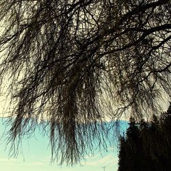 Low angle view of tree against sky