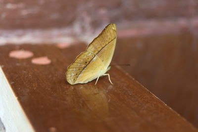 Close-up of butterfly on leaf