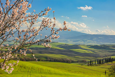 Cherry tree on field against blue sky