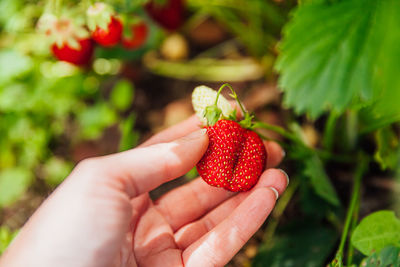 Cropped hand holding strawberry