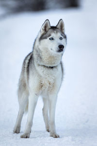 Siberian husky standing on snow covered field