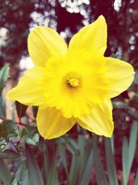 Close-up of yellow flower