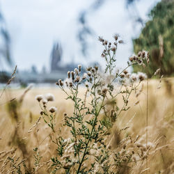 Close-up of plant against blurred background