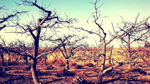 Bare trees on landscape