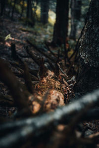 Close-up of tree trunk in forest